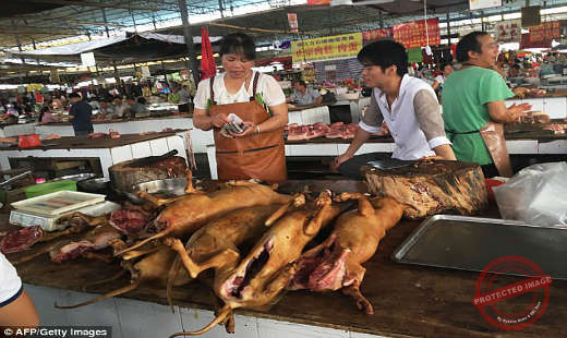 Dog Meat Photo