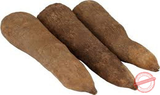 Tuber of Yam photo