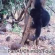 Chimpanzees Performing a Bizarre Ritual