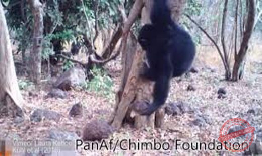 Chimpanzees Performing a Bizarre Ritual