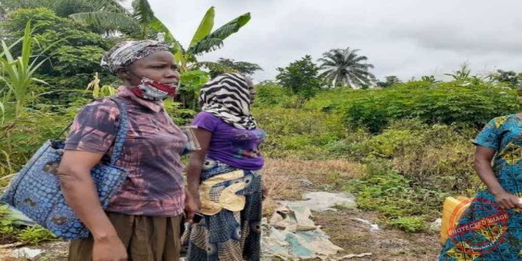Small women farmers at Ibadan South West LGA, Oyo State inspecting the damage done to their plants due to lockdown occasioned by COVID-19