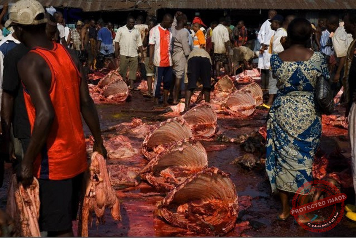 Oginiba slaughter market located in Trans -Amadi Industrial layout, Portfolio in Harcourt Photo
