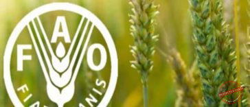 Global Food Crisis Warning: FAO Report Reveals Urgent Threats to Feeding 10 billion by 2050  