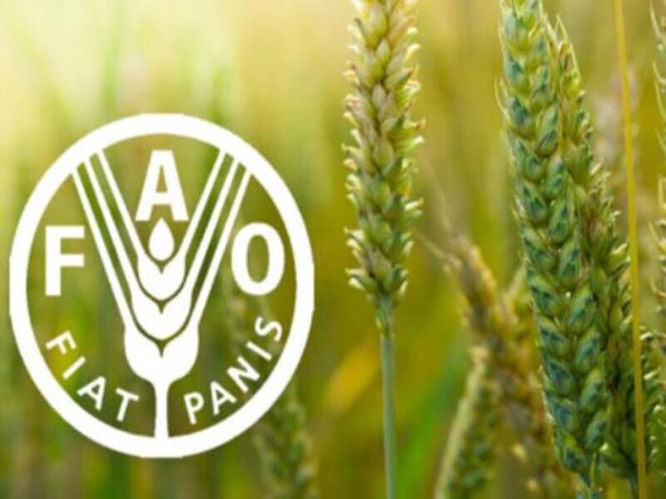 Global Food Crisis Warning: FAO Report Reveals Urgent Threats to Feeding 10 billion by 2050  