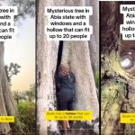 Amakama Wonder Tree Nigeria’s Living Wooden Cave That Shelters 20 People