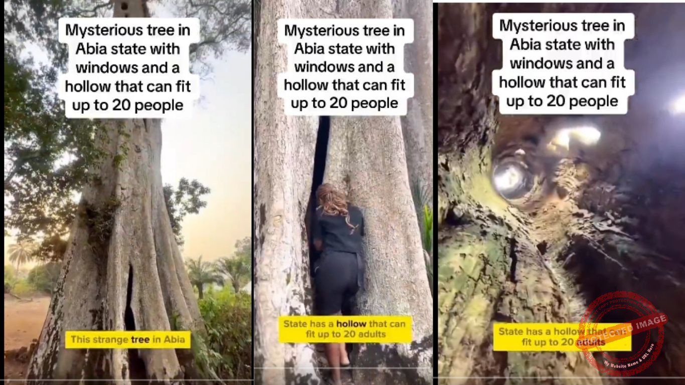 Amakama Wonder Tree Nigeria’s Living Wooden Cave That Shelters 20 People