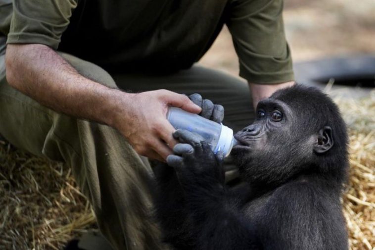 gorilla baby